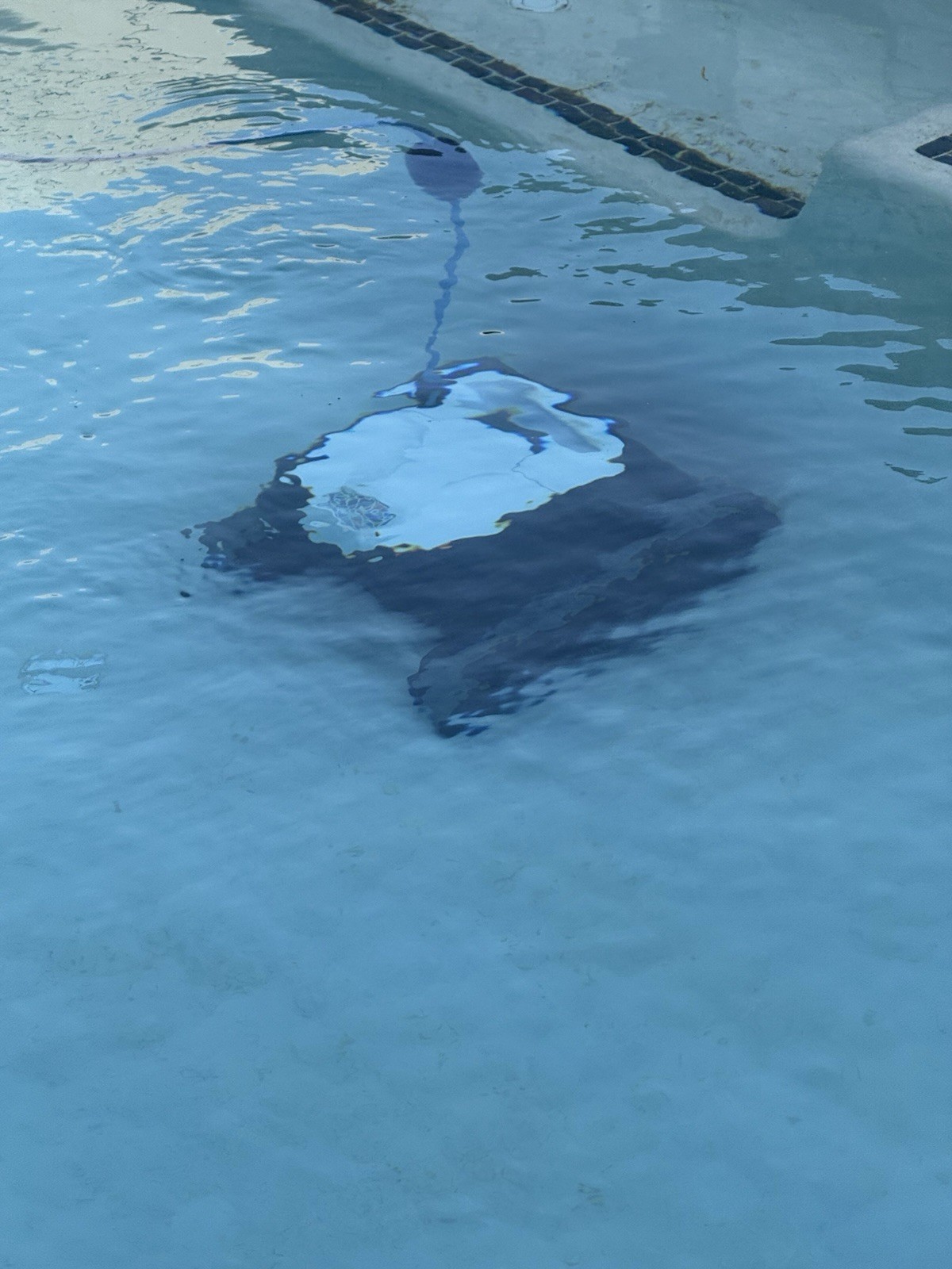 Dolphin Explorer E20 Robotic Pool Cleaner Tested Works Great Maytronics