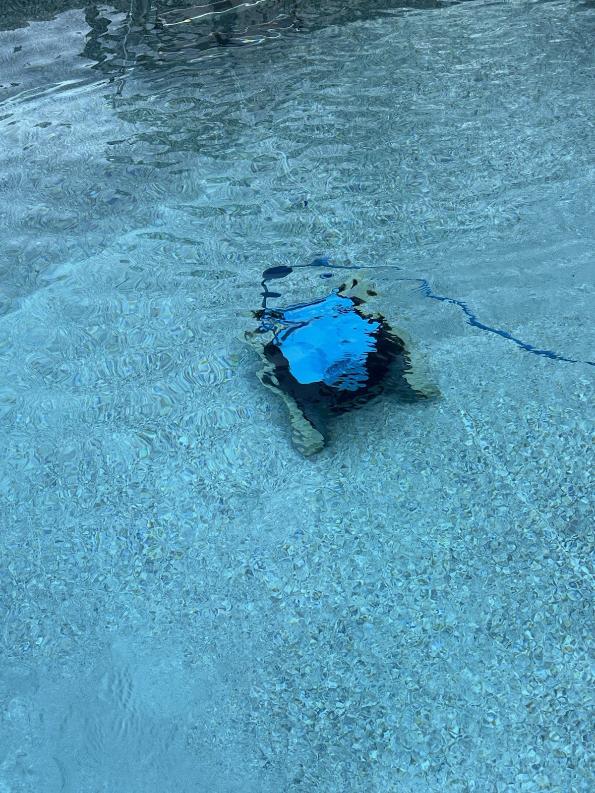 Dolphin Nautilus CC Pool Cleaner